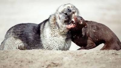 На Аляске найдены следы ездовых собак-каннибалов