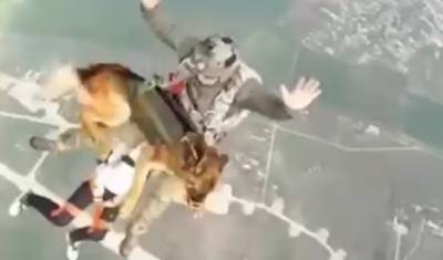 «Ростех» представил парашютную систему для собак