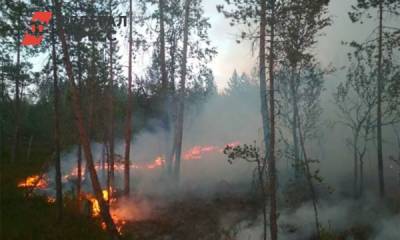 В Карелии ввели режим повышенной готовности из-за лесных пожаров