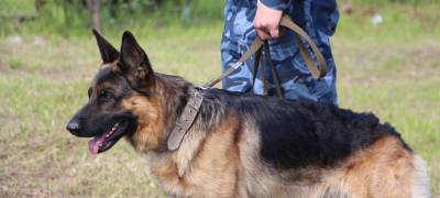 Служебная собака в Карелии нашла тайник с наркотиками