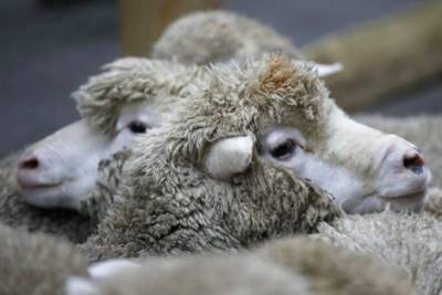 В Новой Зеландии осудили фермера за эвтаназию 226 овец