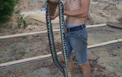 Украинцев осудили за расправу над 3-метровой змеей: "Ужы безвредны" - politeka.net - Украина