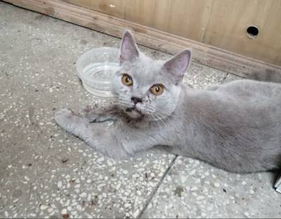 В Башкирии спасли котенка, рассекшегося челюсть при падении из окна