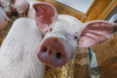 В Ярославской области выявлены очаги свиной чумы в пяти районах