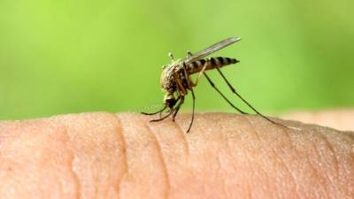 Постураганные кровопийцы: Крым атаковали полчища комаров