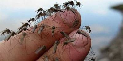 "Какое-то нашествие. Аж кишат": в оккупированном Крыму после дождей жалуются на полчища комаров