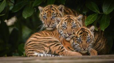 Чужих детей не бывает! Белый лабрадор усыновила трех милых тигрят (Видео)
