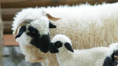 У валлийских овец Ленинградского зоопарка родился малыш Шон