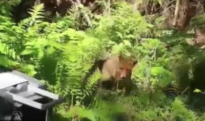 Специалисты «Велеса» вылечили и выпустили на волю диких животных — видео