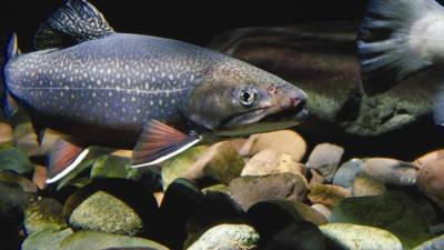 Экологи выяснили, что попадание в воду наркотиков вызывает зависимость у рыбы