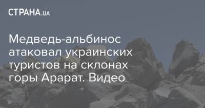 Медведь-альбинос атаковал украинских туристов на склонах горы Арарат. Видео