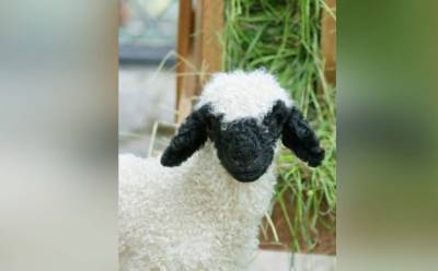 В Петербурге дали имя барашку из семьи валлийских овец