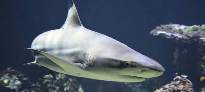 Тупорылая акула принесла рыбаку полтора миллиона рублей