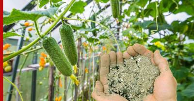 Чем удобрять огурцы в июле для отличного урожая