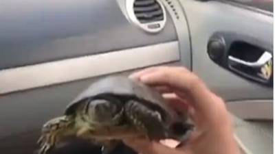 Рептилия поехала в Светлоград: в Ставрополе из-под колес машин спасли черепаху