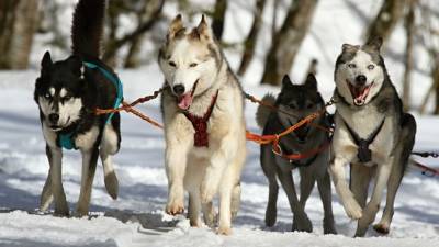 Британские ученые обнаружили на Аляске следы ездовых собак-каннибалов