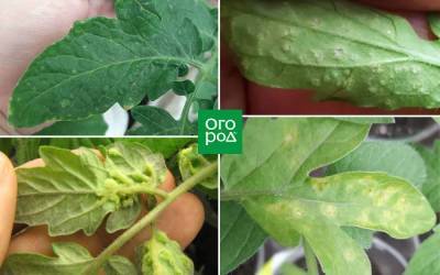 Оэдема томатов: фото и лечение "пупырышек" на листьях