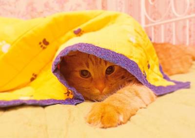 Я укрылась кошками, будто одеялами