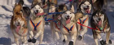Ученые нашли на Аляске доказательства каннибализма у древних ездовых собак