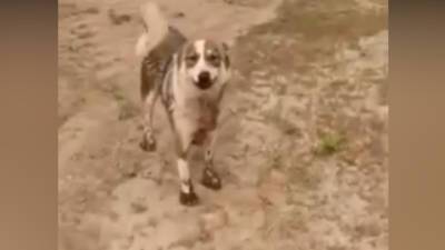 В Якутске собака "попросила" людей помочь погибающему щенку