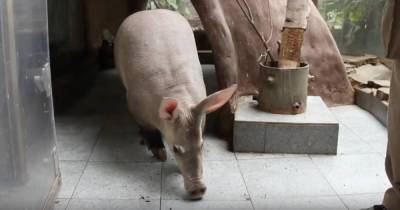 Калининградский зоопарк показал, как моют трубкозуба (видео)