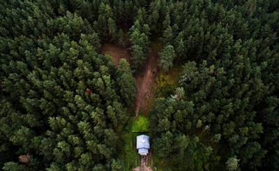 Forskning (Норвегия): площадь российских лесов становится больше