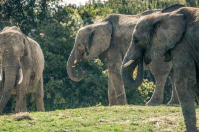 Британцы отправят 13 слонов обратно в Африку: что случилось