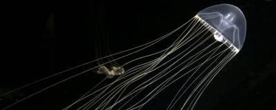 У полуострова Де-Фриз в Приморье выловили новый для региона вид медуз