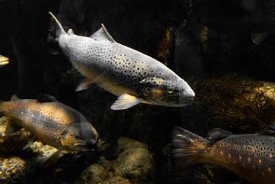 Ученые обнаружили у рыб зависимость от наркотиков