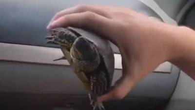 Видео из Сети. Рептилия поехала в Светлоград: в Ставрополе из-под колес машин спасли черепаху - vesti.ru - Светлоград