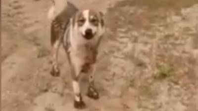 ЧП. В Якутске собака "попросила" людей помочь погибающему щенку