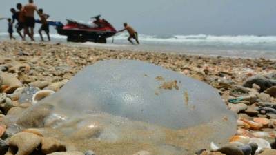 Когда медузы покинут пляжи Израиля: объясняет специалист