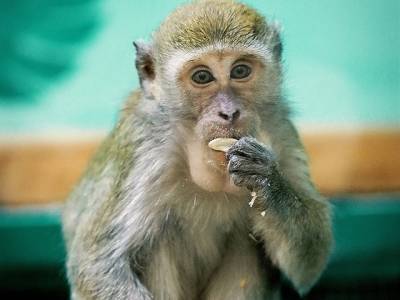 В челябинском зоопарке обезьян закрыли на карантин из-за COVID-19