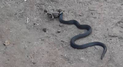 Жители Чебоксар заметили активность змей: два случая за день