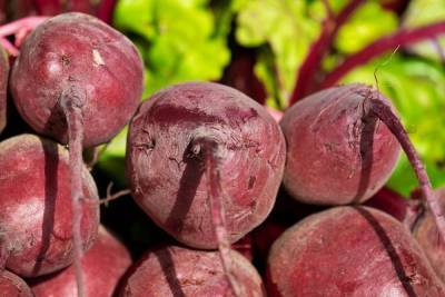 Названы 5 быстрорастущих овощей, идеальных для посадки в июле