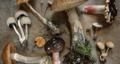 Как приготовить дикорастущие грибы, чтобы не оказаться в реанимации