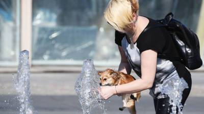 Ветеринар рассказал, как позаботиться о домашних животных в жару