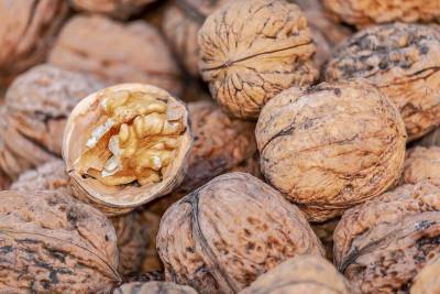 Ученые из Самары вывели сорт грецкого ореха с хрупкой скорлупой