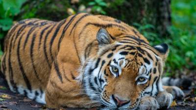 Суд вынес приговор убийцам тигра Павлика в Амурской области