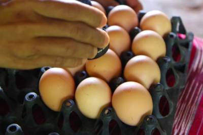 Прогноз: в августе в Украине взлетят цены на яйца