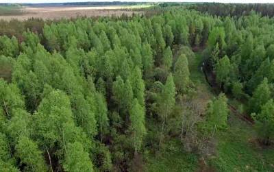 Западные ученые нашли в России на 40% больше леса, чем заявлено официально