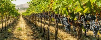 В Узбекистане введут субсидии и льготы на производство вина и винограда