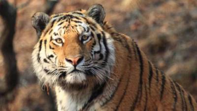 Убившие тигра Павлика в Приамурье браконьеры получили более 5 лет колонии