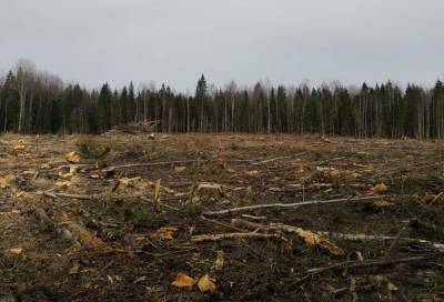 В Тверской области предприниматель незаконно спилил лес на сумму свыше 10 млн рублей