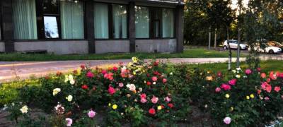 Под окнами чиновников администрации Петрозаводска распустились райские розы (ФОТО)