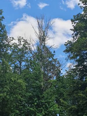 Воронежцы приняли вырубку опасных для людей деревьев в парке «Орлёнок» за расчистку территории под качели