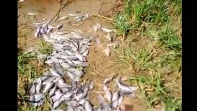 В Нижегородской области выясняются причины массовой гибели рыбы