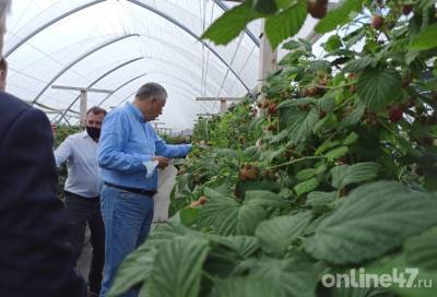 Приозерский район наращивает ягодное наступление на рынки Северо-Запада