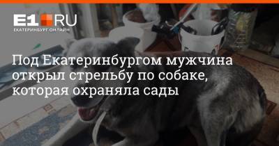 Под Екатеринбургом мужчина открыл стрельбу по собаке, которая охраняла сады