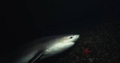 Неизвестные акулы: ученые изучают тайную глубоководную жизнь в Карибском море